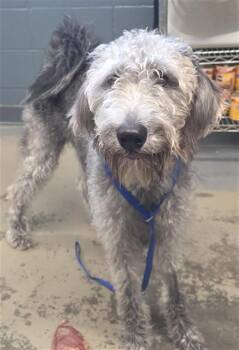 MILLIE -  Poodle and Labrador Retriever Dog for Adoption in Tallahassee, Florida - MILLIE | PetCurious