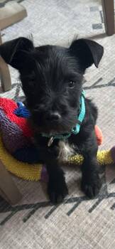 Terrier Dogs Available for Adoption - Tiny | PetCurious