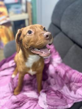 Mollie -  Labrador Retriever Dog for Adoption in Seneca, Pennsylvania - Mollie | PetCurious
