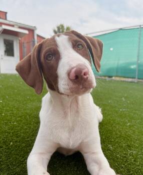 Gator -  Shepherd and Hound Dog for Adoption in Gallatin, Tennessee - Gator | PetCurious