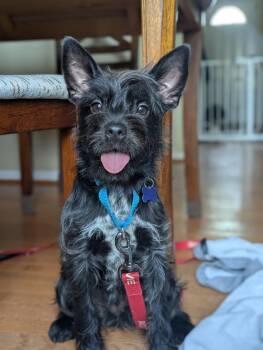 Tiki -  Terrier Dog for Adoption in Columbia, Maryland - Tiki | PetCurious
