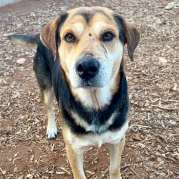 Rescue Mixed Breed Dogs for Adoption in Moab, Utah - Todd | PetCurious