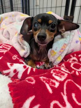 Chihuahua Dogs Available for Adoption in St. Augustine, Florida - Sassy | PetCurious