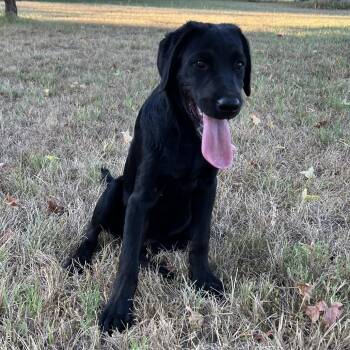 Coal -  Black Labrador Retriever Dog for Adoption in Mount Pleasant, Texas - Coal | PetCurious