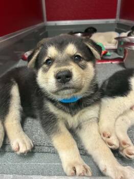 A255356 -  Border Collie and Mixed Breed Dog for Adoption in Visalia, California - A255356 | PetCurious