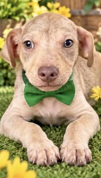 JAXON -  Rat Terrier Dog for Adoption in Margate, Florida - JAXON | PetCurious