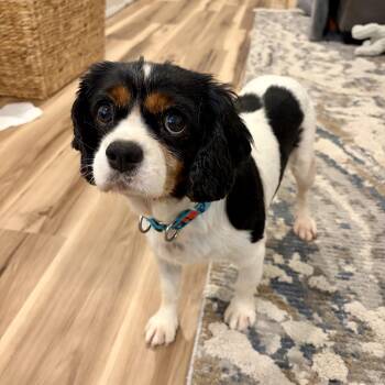 Ella -  Cavalier King Charles Spaniel Dog for Adoption in Murphysboro, Illinois - Ella | PetCurious
