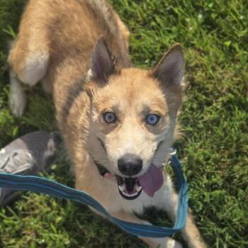 Kato -  Husky and Pomeranian Dog for Adoption in East St. Louis, Illinois - Kato | PetCurious