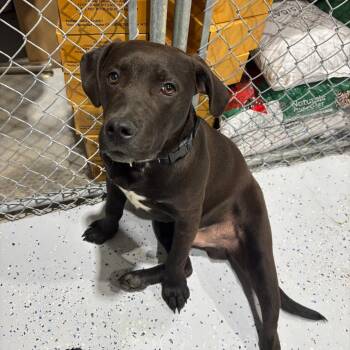 Decimus -  Chocolate Labrador Retriever and Pit Bull Terrier Dog for Adoption in Drumheller, Alberta - Decimus | PetCurious