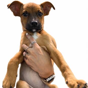 Scotty -  Mixed Breed Dog for Adoption in Guaynabo, Guaynabo - Scotty | PetCurious