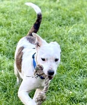 Bart -  American Bulldog and Staffordshire Bull Terrier Dog for Adoption in Syracuse, New York - Bart | PetCurious