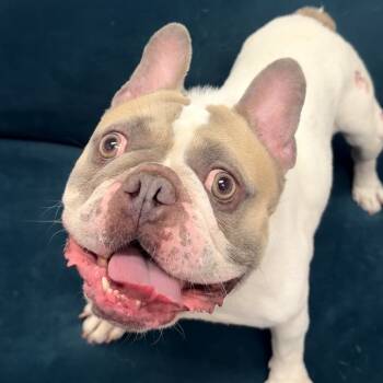 Rescue French Bulldog Dogs for Adoption in Houston, Texas - Andrew | PetCurious
