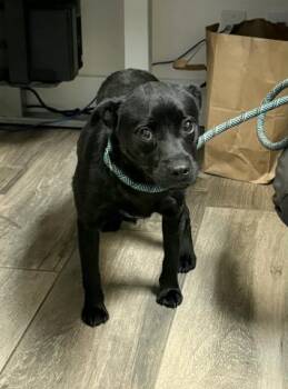 Labrador Retriever and Chihuahua Dogs Available for Adoption - MOZZI | PetCurious
