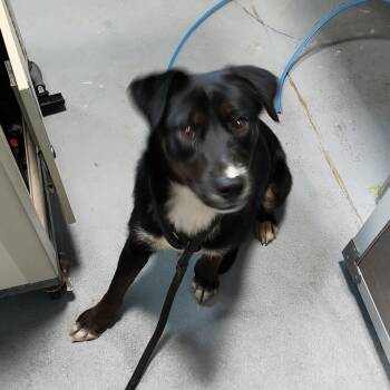 Margaritaville -  Mixed Breed Dog for Adoption in Aldie, Virginia - Margaritaville | PetCurious