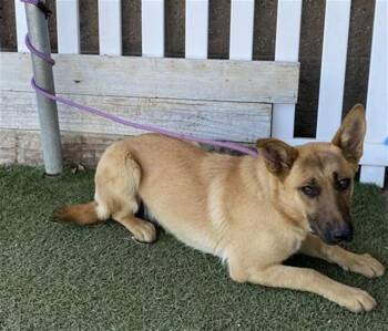 Belgian Shepherd Malinois Dogs Available for Adoption in Modesto, California - A609152 | PetCurious