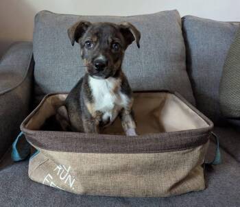 Husky Dogs Available for Adoption in Newport, Kentucky - Faithful Forester | PetCurious