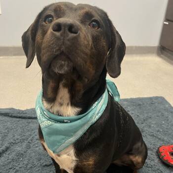 Hulk -  Mixed Breed Dog for Adoption in Canal Winchester, Ohio - Hulk | PetCurious