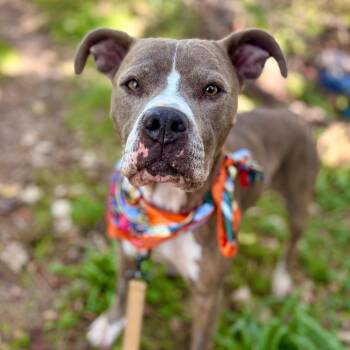 Winnow -  Pit Bull Terrier and Mixed Breed Dog for Adoption in Austin, Texas - Winnow | PetCurious