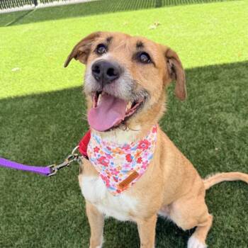Demi -  Labrador Retriever Dog for Adoption in Walnut Creek, California - Demi | PetCurious