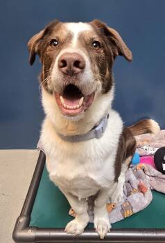 Wesley -  Mixed Breed Dog for Adoption in Bellingham, Washington - Wesley | PetCurious