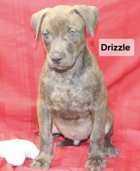 Drizzle -  Labrador Retriever Dog for Adoption in Manchester, Connecticut - Drizzle | PetCurious