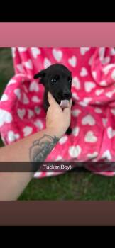 Tucker -  Labrador Retriever Dog for Adoption in Merrillville, Indiana - Tucker | PetCurious