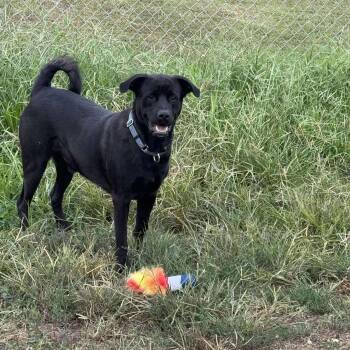 Rescue Black Labrador Retriever Dogs for Adoption in Jay, New York - Charlie | PetCurious