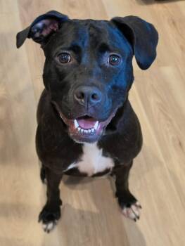 Darby -  Mixed Breed Dog for Adoption in Highland, New York - Darby | PetCurious