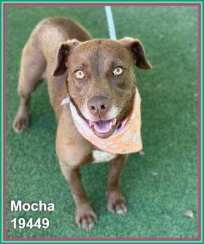 MOCHA -  Labrador Retriever and Dachshund Dog for Adoption in Marietta, Georgia - MOCHA | PetCurious