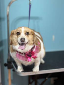 Beagle and Corgi Dogs Available for Adoption - Bella NJ | PetCurious