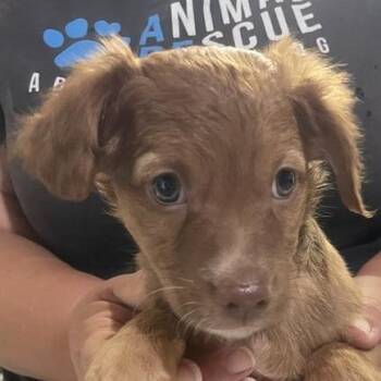 Glacier -  Mixed Breed Dog for Adoption in Hemet, California - Glacier | PetCurious