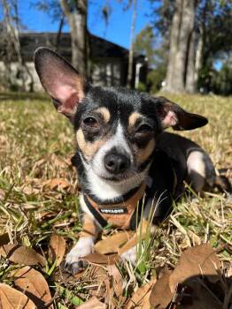 Chihuahua and Jack Russell Terrier Dogs Available for Adoption in St. Augustine, Florida - Lil Lady | PetCurious