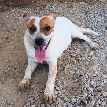 Cattle Dog Dogs Available for Adoption in Loxahatchee Groves, Florida - Lilly | PetCurious
