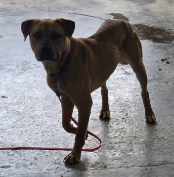 Godzilla -  Mixed Breed Dog for Adoption in Warren, Michigan - Godzilla | PetCurious