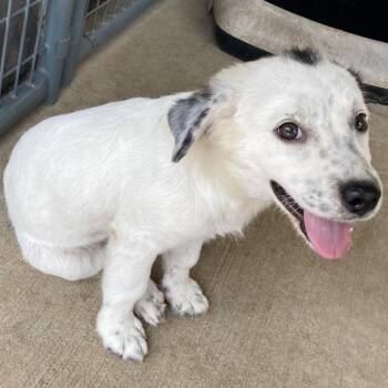 Marilyn -  Mixed Breed Dog for Adoption in Buffalo, Minnesota - Marilyn | PetCurious