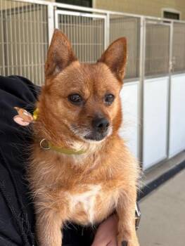 Rescue Terrier and Wirehaired Terrier Dogs for Adoption in Farmington, Connecticut - Max | PetCurious