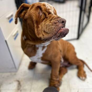 Georgie -  American Bulldog Dog for Adoption in Sonoma, California - Georgie | PetCurious
