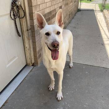Ruby -  Shepherd Dog for Adoption in Heber Springs, Arkansas - Ruby | PetCurious
