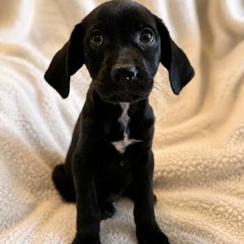 Pupy -  Black Labrador Retriever and Dachshund Dog for Adoption in Poinciana, Florida - Pupy | PetCurious