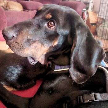 Black And Tan Coonhound Dogs Available for Adoption - Rylee (DE) | PetCurious