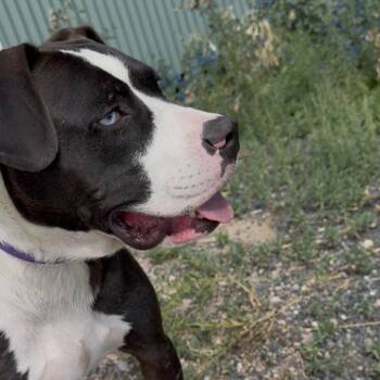 Skittles -  Mixed Breed Dog for Adoption in Cheyenne, Wyoming - Skittles | PetCurious