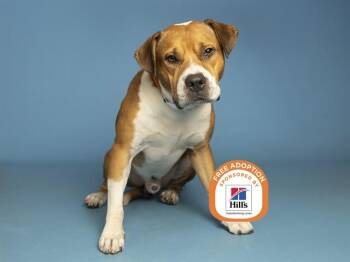 CHASE -  Pit Bull Terrier Dog for Adoption in Phoenix, Arizona - CHASE | PetCurious