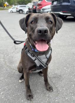 Black Labrador Retriever Dogs Available for Adoption in Charlotte, North Carolina - Stephanie | PetCurious