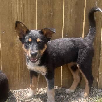 Mina -  German Shepherd Dog Dog for Adoption in West Des Moines, Iowa - Mina | PetCurious