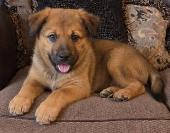 Mojo -  Corgi and Pomsky Dog for Adoption in Warren, Michigan - Mojo | PetCurious