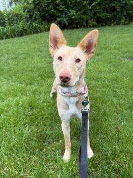 Aubrey -  Basenji and Terrier Dog Available for Adoption in New York, New York - Aubrey | PetCurious