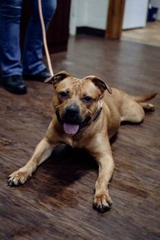 Rescue Pit Bull Terrier and American Staffordshire Terrier Dogs for Adoption in Frankfort, New York - Atari | PetCurious