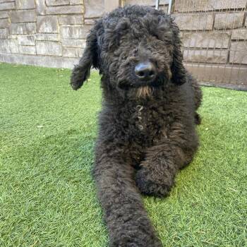 Poodle Dogs Available for Adoption - Vivi 8160* | PetCurious