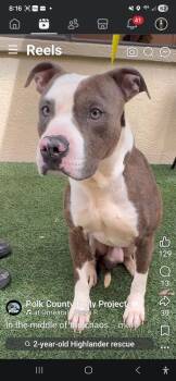 American Bulldog Dogs Available for Adoption in Lakeland, Florida - Highlander | PetCurious