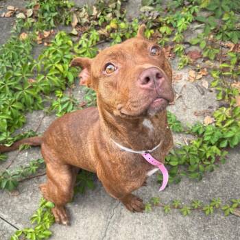 Charlene -  Mixed Breed Dog for Adoption in Memphis, Tennessee - Charlene | PetCurious